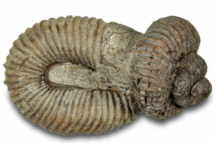 Fossil Heteromorph (Nostoceras) Ammonite - Madagascar #314942
